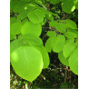 STYRAX obassia