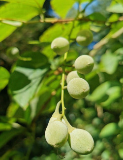 STYRAX obassia
