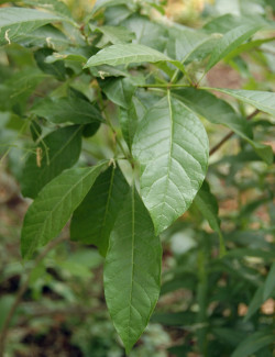 CHIONANTHUS virginicus