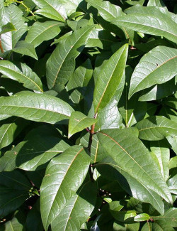 CHIONANTHUS virginicus