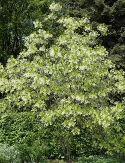 CHIONANTHUS virginicus