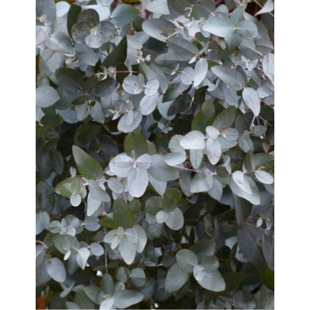 EUCALYPTUS gunnii SILVERANA EUCALYPTUS gunnii SILVERANA