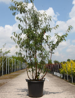 PRUNUS serrula AMBER SCOTS® En pot de 50-70 litres forme cépée hauteur 200-250 cm