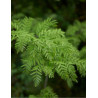 GLEDITSIA triacanthos INERMIS