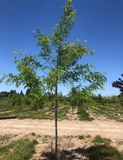GLEDITSIA triacanthos INERMIS