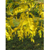 GLEDITSIA triacanthos INERMIS