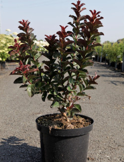 LAGERSTROEMIA PINK VELOUR