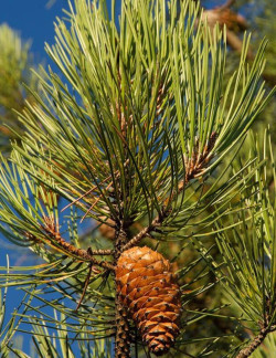 PINUS PINASTER
