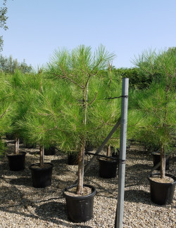 PINUS PINASTER En pot de 25-30 litres