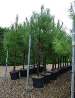 PINUS PINASTER En pot de 35-50 litres