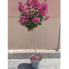 LAGERSTROEMIA En pot de 10-12 litres forme tige hauteur du tronc 090-110 cm