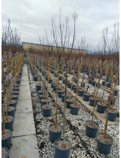 LAGERSTROEMIA BLACK SOLITAIRE LAVENDER LACE® En pot de 15-20 litres tige hauteur du tronc 130-140 cm