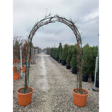 WISTERIA En pot forme arche
