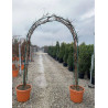 WISTERIA En pot forme arche