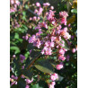 LAGERSTROEMIA MARDI GRAS