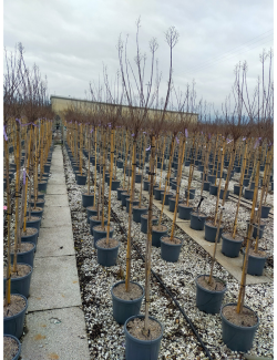 LAGERSTROEMIA En pot de 15-20 litres forme tige hauteur du tronc 130-140 cm