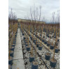 LAGERSTROEMIA En pot de 15-20 litres forme tige hauteur du tronc 130-140 cm