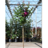 LAGERSTROEMIA PURPLE STAR