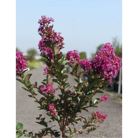 LAGERSTROEMIA PURPLE STAR LAGERSTROEMIA PURPLE STAR