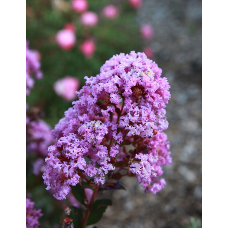 LAGERSTROEMIA WITH LOVE ETERNAL LAGERSTROEMIA WITH LOVE ETERNAL
