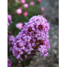 LAGERSTROEMIA WITH LOVE ETERNAL