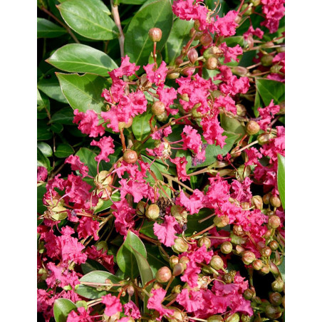 LAGERSTROEMIA WORLD'S FAIR LAGERSTROEMIA WORLD'S FAIR