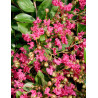 LAGERSTROEMIA WORLD'S FAIR
