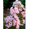 LAGERSTROEMIA WITH LOVE BABE