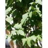KOELREUTERIA PANICULATA FASTIGIATA