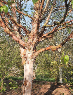 BETULA albosinensis FASCINATION