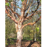BETULA albosinensis FASCINATION