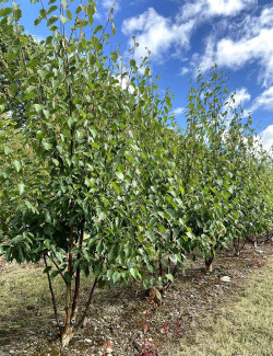 BETULA albosinensis FASCINATION Motte biodégradable cépée hauteur 200-250 cm