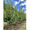BETULA albosinensis FASCINATION