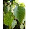 BETULA albosinensis FASCINATION