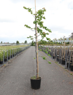 CERCIS canadensis CASCADING HEARTS En pot de 15-20 litres baliveau hauteur 150-200 cm