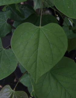 CERCIS canadensis CASCADING HEARTS