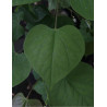 CERCIS canadensis CASCADING HEARTS