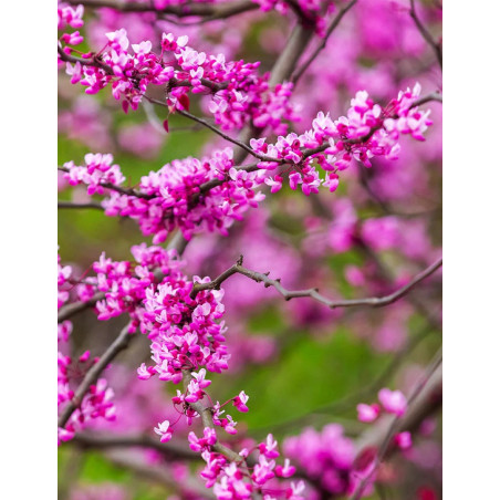 CERCIS canadensis CASCADING HEARTS CERCIS canadensis CASCADING HEARTS