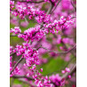 CERCIS canadensis CASCADING HEARTS