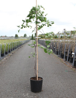 CERCIS canadensis LAVENDER TWIST En pot de 15-20 litres baliveau hauteur 150-200 cm