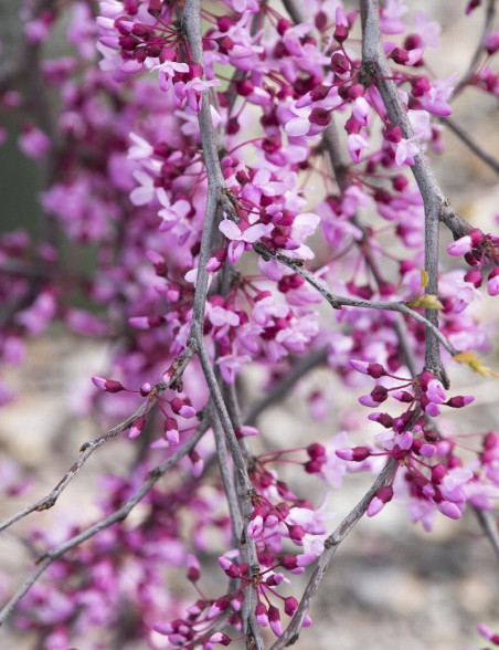 gainier-du-canada-pleureur-lavender-twist-cercis-canadensis-lavender-twist.jpg