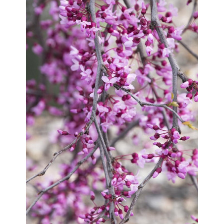 CERCIS canadensis LAVENDER TWIST CERCIS canadensis LAVENDER TWIST