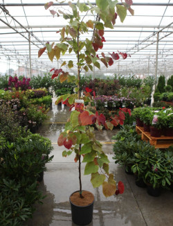 gainier-du-canada-eternal-flame-cercis-canadensis-eternal-flame-3.jpg