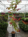 gainier-du-canada-eternal-flame-cercis-canadensis-eternal-flame-3.jpg
