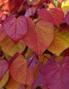 gainier-du-canada-eternal-flame-cercis-canadensis-eternal-flame.jpg