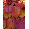 CERCIS CANADENSIS ETERNAL FLAME®