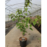 CLERODENDRUM trichotomum FARGESII En pot de 12-15 litres