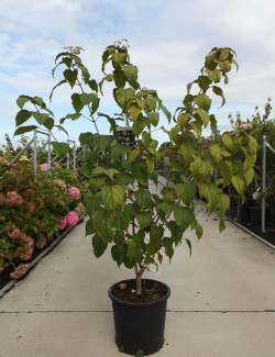 CLERODENDRUM trichotomum FARGESII En pot de 25-30 litres buisson hauteur 125-150 cm