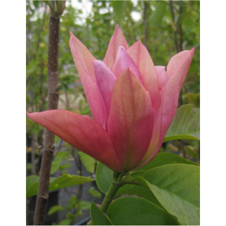 MAGNOLIA DAYBREAK MAGNOLIA DAYBREAK