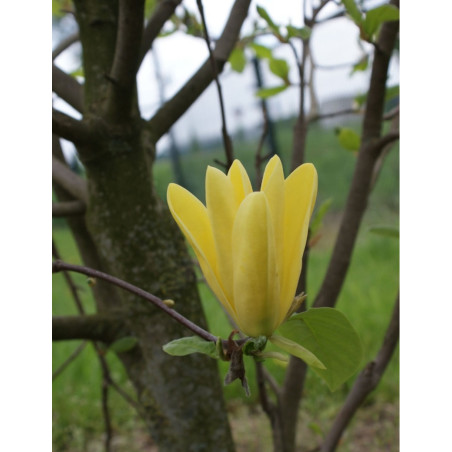 MAGNOLIA DAPHNE® MAGNOLIA DAPHNE®